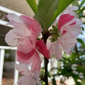 Meet your Posher, Phương